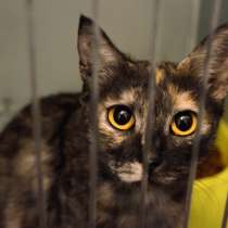 Благородная Янна ищет друга, в Москве