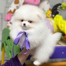 Pomeranian, в г.Киев