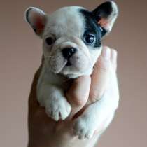 Французский бульдог Магнитогорск, в Магнитогорске