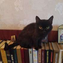 Кошка чернушка, в г.Донецк