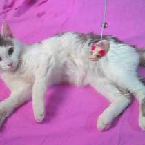 Лоток котенок освоила 6 месяцев девочке, в г.Усть-Каменогорск