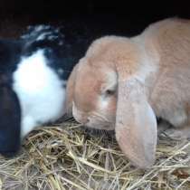 породистые кролики, в Пскове