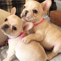Французский бульдог Анатырь, в Анадыре