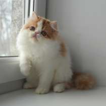 Персидский котенок продается, в Казани