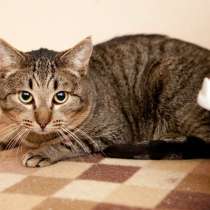 Статный красавец Стефан ищет уютный дом, в Москве