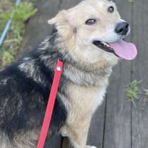 Молли супер позитивная собачка ростом с корги! Ищет дом!, в Москве