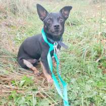 Маленький трогательный пёсик, в Санкт-Петербурге