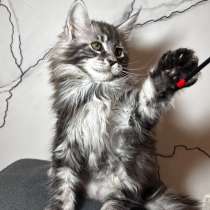 Котята Мейн-Кун, в Москве