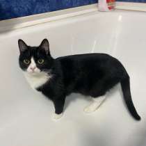 Нафаня ищет дом?, в Москве