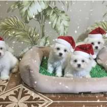 Щенок Мальтийская болонка, в Москве