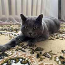 Кастрированный котик срочно в Добрые руки, в Барнауле