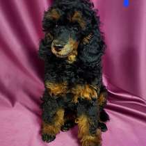 Девчата-пуделята фантом, чёрно-подпалые, в Москве