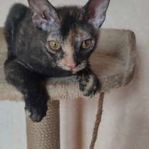 Донской сфинкс, в г.Луганск