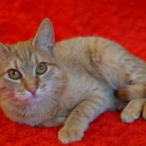 Отдам даром Макс, чудесный рыженький котенок в дар, в Москве