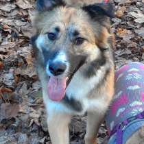 Метис бордер колли Соня ищет дом, в Москве