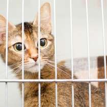 Разыскивается хозяин для Милы Кац, в Москве