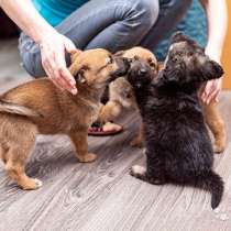 Крошки-щенки, два мальчика и девочка в добрые руки, в Москве