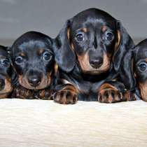 Такса Уфа, в Уфе