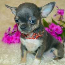 Чихуахуа Пенза, в Пензе