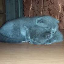 Котята бриташки вислоухий и прямоухий, в Москве
