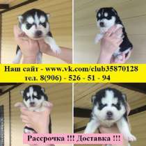Продаю классных хасят от заводчика, в Йошкар-Оле