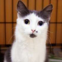 Атлантика ищет самых лучших хозяев, в Москве