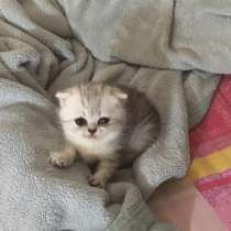Котята Вислоухие Шотландские, в Москве