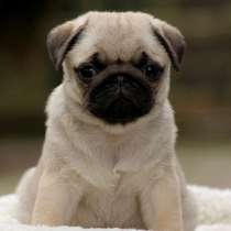 Мопс Сургут, в Сургуте