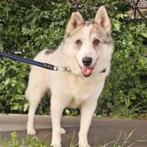 Семочка лайка ищет дом, в Москве