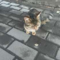 Котенок мальчик, в Саратове