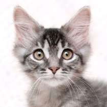 Пушистый котёнок Вертолётик в добрые руки, в Москве