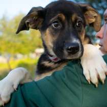 Весёлый трехцветный щенок Черри в добрые руки, в Москве