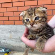 Котенок веслоухий, в Владикавказе