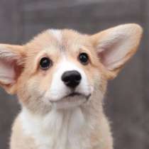 Щеночки Вельш Корги Пемброк, в Санкт-Петербурге
