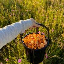 Лисички, сбор 16.08, в Твери