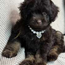 Maltipoo. Choco tan boy, в г.Гамбург