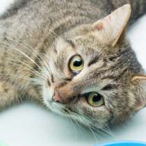 Дружелюбная Лейя в поисках хорошей компании, в Москве