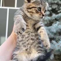 Шикарный котенок, 1,5 месяца, от правильной вязки, в г.Ташкент
