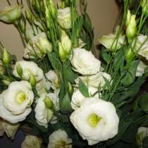 Эустома (Лизиантус) цветы от производителя, в г.Брест