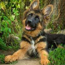 Немецкая овчарка Владикавказ, в Владикавказе