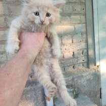 Милые котята в добрые руки, в Воронеже