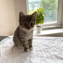 Котенок, в Москве