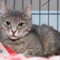 Осторожная Пейдж в поисках понимающего человека, в Москве