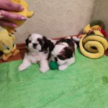Щенок ши-тцу перспективный для шоу, в Калининграде