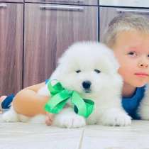 Красавцы самоедские мишки, в Арзамасе