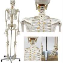 Анатомическая Модель скелета человека в натуральную величину, в Москве
