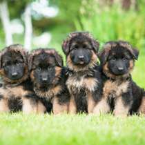 Немецкая овчарка Челябинск, в Челябинске