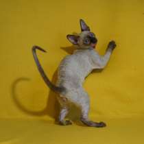 Корнишатки, в Москве