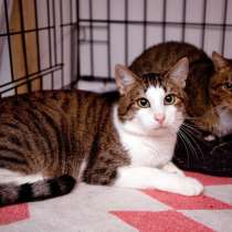 Трогательный Степа ищет любящую семью, в Москве