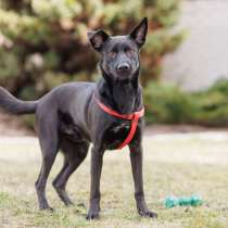 Добрый весёлый пёс Стич срочно ищет дом, в г.Минск